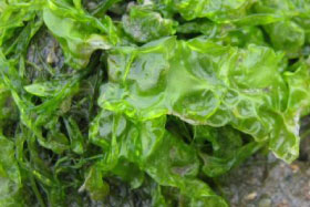 Various algae
