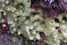 Various Porifera